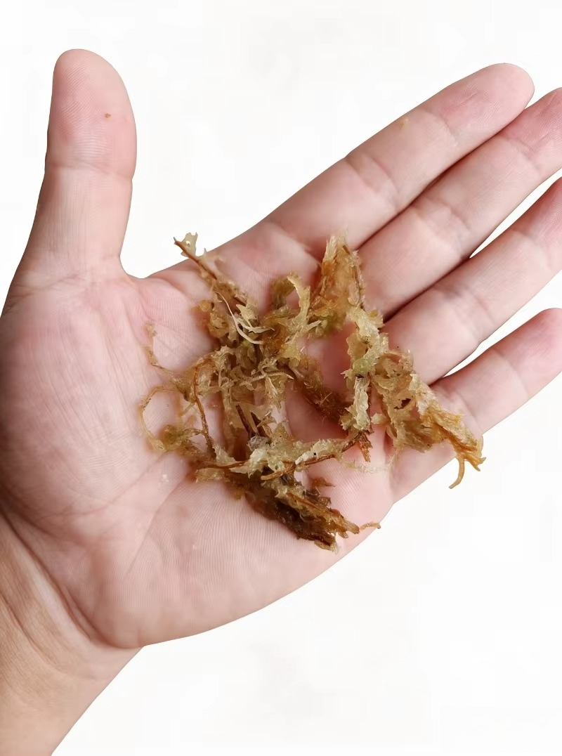Wysokiej jakości mchy spongowe – Sphagnum Moss Dry recenzja i cena